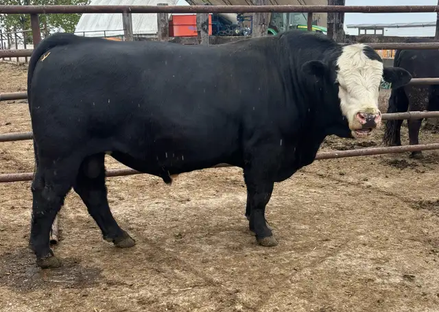 Simmental Bull