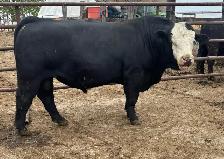Simmental Bull