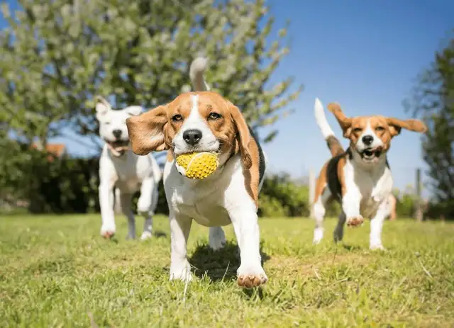 Dog Walking/Dog Park