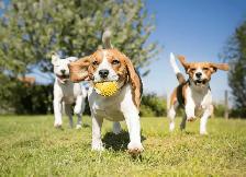 Dog Walking/Dog Park
