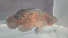 9' Tiger Oscar (Astronotus Ocellatus)