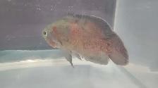 9' Tiger Oscar (Astronotus Ocellatus) - Photo 2
