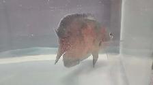 9' Tiger Oscar (Astronotus Ocellatus) - Photo 3