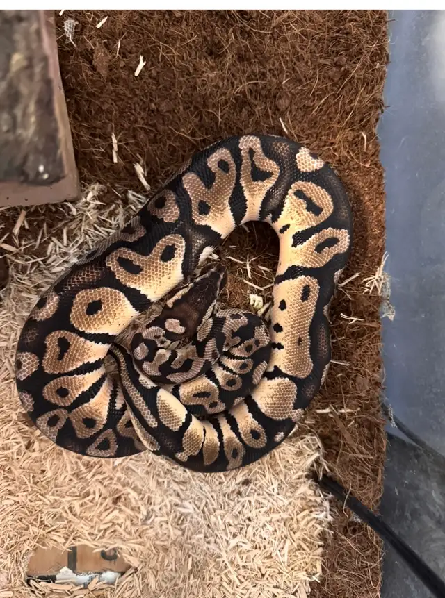 Ball Python