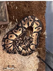 Ball Python