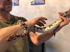 Ball Python - Photo 2