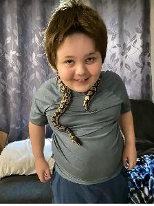 Ball Python - Photo 3