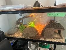 Ball Python - Photo 4