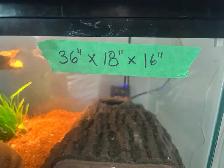 Ball Python - Photo 5