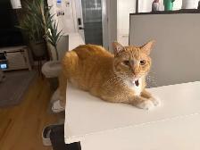 chat de 2 ans a donner