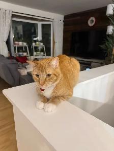 chat de 2 ans a donner - Photo 2