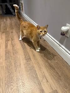 chat de 2 ans a donner - Photo 3