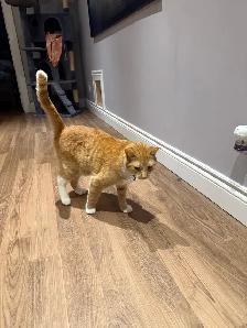 chat de 2 ans a donner - Photo 4