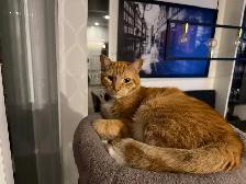 chat de 2 ans a donner - Photo 5