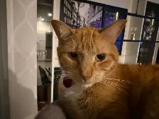 chat de 2 ans a donner - Photo 6