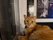chat de 2 ans a donner - Photo 7