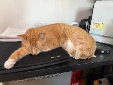chat de 2 ans a donner - Photo 8