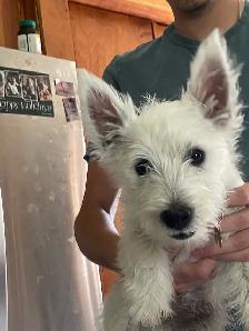 One Male Westhighland White Terrier pup for sale