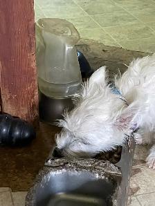 One Male Westhighland White Terrier pup for sale - Photo 2