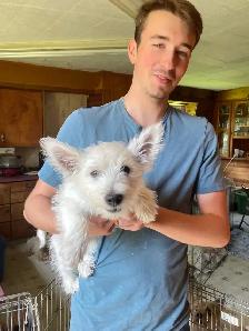 One Male Westhighland White Terrier pup for sale - Photo 3