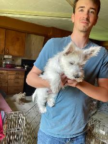 One Male Westhighland White Terrier pup for sale - Photo 4
