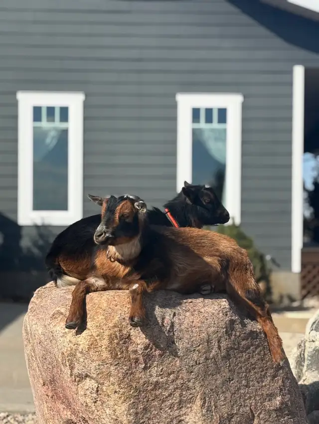 Nigerian dwarf goats