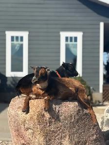 Nigerian dwarf goats