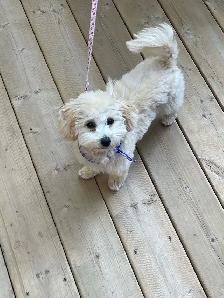 Bichon Poodle