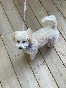 Bichon Poodle - Photo 2
