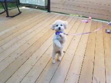 Bichon Poodle - Photo 3