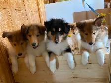 Colley : 2 chiots, Élevage Von St-Gall