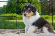 Colley : 2 chiots, Élevage Von St-Gall - Photo 2