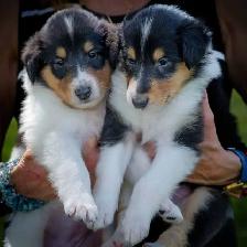 Colley : 2 chiots, Élevage Von St-Gall - Photo 4