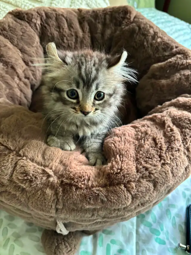 chaton highland lynx Maine coon