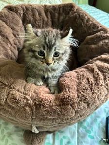 chaton highland lynx Maine coon