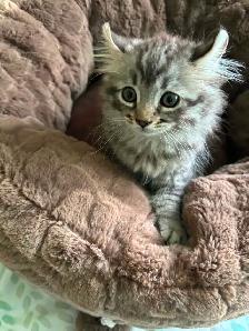 chaton highland lynx Maine coon - Photo 2
