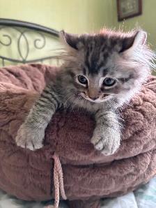 chaton highland lynx Maine coon - Photo 3