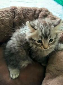 chaton highland lynx Maine coon - Photo 4
