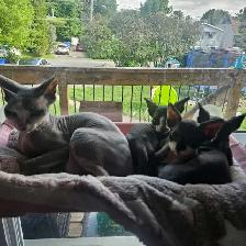 sphynx mâle et femelle