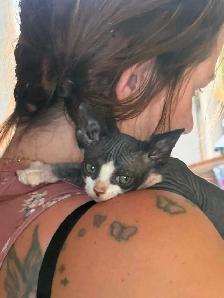 sphynx mâle et femelle - Photo 3