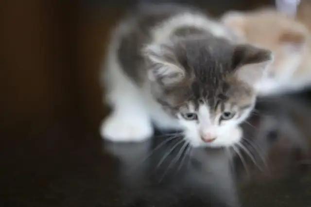 Kittens  - 1 Male (Full Polydactyl) and I Female