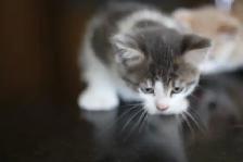 Kittens  - 1 Male (Full Polydactyl) and I Female