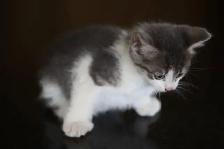 Kittens  - 1 Male (Full Polydactyl) and I Female - Photo 2