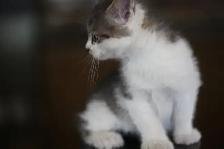 Kittens  - 1 Male (Full Polydactyl) and I Female - Photo 3