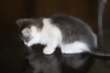 Kittens  - 1 Male (Full Polydactyl) and I Female - Photo 4