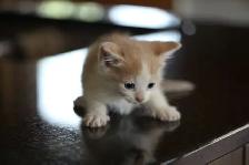 Kittens  - 1 Male (Full Polydactyl) and I Female - Photo 5