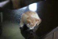 Kittens  - 1 Male (Full Polydactyl) and I Female - Photo 6