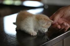 Kittens  - 1 Male (Full Polydactyl) and I Female - Photo 7