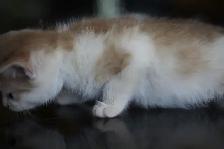 Kittens  - 1 Male (Full Polydactyl) and I Female - Photo 8