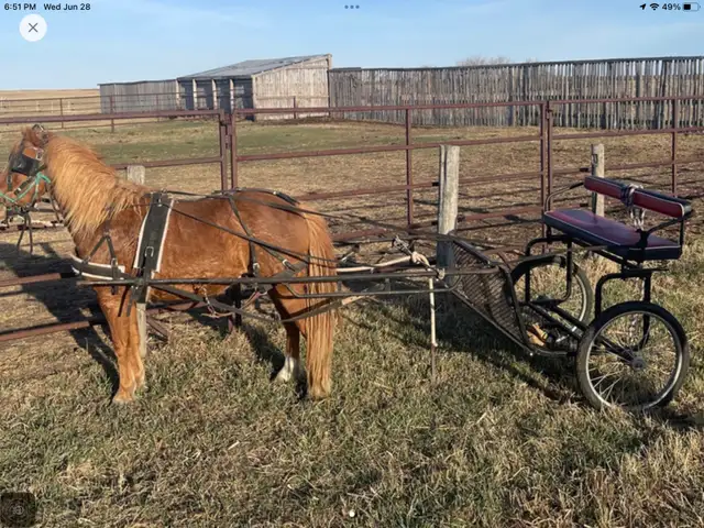 horse pony cart